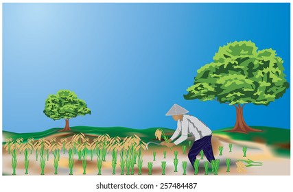 the farmer harvesting plant of rice at countryside vector design