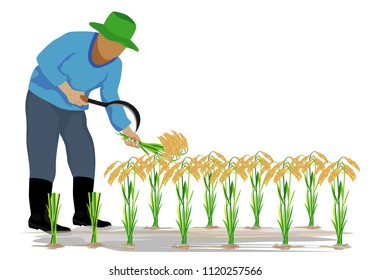 farmer harvesting rice vector design