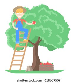 Farmer in hat dressed in a blue jumpsuit picking apples from the tree standing on the stairs
