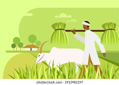 A farmer holding bunch of seedlings on his shoulder walks through a paddy field