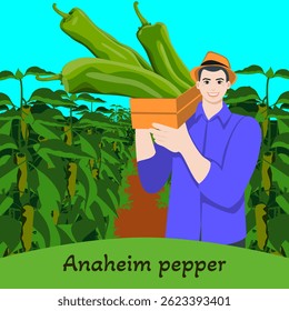 Farmer holding crate of Anaheim peppers or California peppers or Magdalena peppers. Pepper plantation. Harvesting time. Isolated vector illustration.