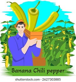 Farmer holding crate of Banana chili peppers or yellow wax peppers. Pepper field. Agricultural field. Harvest season. Isolated vector illustration.