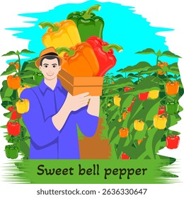 Farmer holding crate of sweet bell peppers. Pepper plantation. Agricultural field. Harvest season. Isolated vector illustration.