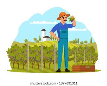 Farmer holding grapes in garden. Eating and drinking vector illustration. Growing grapes for producing wine in farm with trees. Happy smiling man standing outdoor, holding branch.