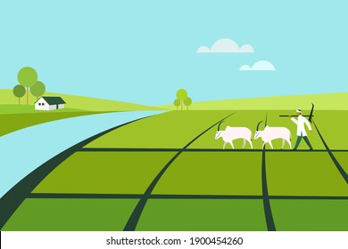 Farmer Holding A Plow Walks With A Pair Of Bullocks Through Agricultural Field