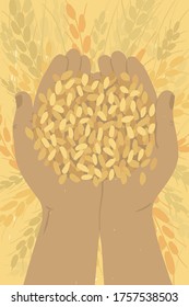 Farmer holding ripe grains of wheat in hands. Cereal in human palms. Adult man gathering crop. Agricultural produce. Agriculture or farming field. Harvest in farm. Handful of grain vector illustration