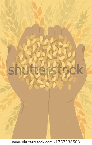 Farmer holding ripe grains of wheat in hands. Cereal in human palms. Adult man gathering crop. Agricultural produce. Agriculture or farming field. Harvest in farm. Handful of grain vector illustration