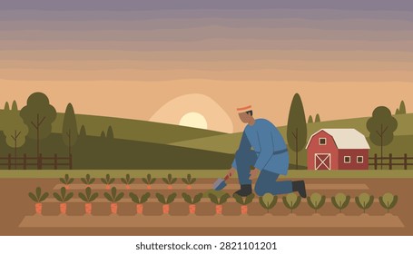 Farmer kneeling in a vegetable field at sunset while planting young carrot crops.