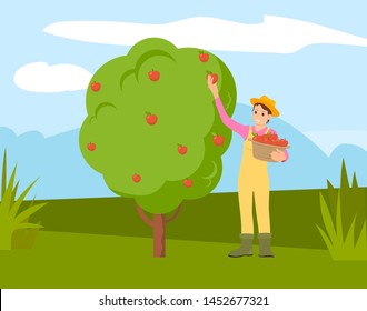 Farmer man gathering apples from tree into basket, cartoon person. Vector guy in straw hat works on farm, green grass and healthy organic fruits