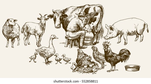 Farmer milking his cow. Farm animals.
