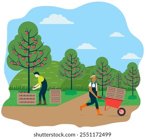 Agricultor recogiendo manzanas en el jardín mientras se arregla en cajas de frutas. La cosecha es llevada en una carretilla por otro trabajador. Actividad de los agricultores. Concepto agrícola en ilustración plana. 