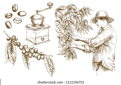 Farmer picking coffee beans. Hand drawn vector illustration.