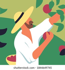 Farmer picking fruit from orchard