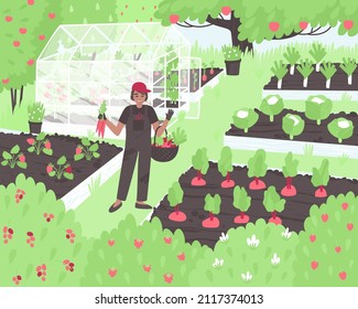 The farmer was picking vegetables from his garden into a basket. Vegetables and berries grow on a small farm in the beds and the greenhouse. Garden with healthy vegetables. Flat vector illustration.