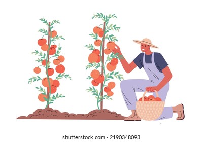 Farmer picks ripe tomatoes from bush