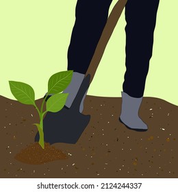 The farmer is planting seedlings of vegetables with a shovel. The farmer works with a shovel in the vegetable garden, close-up. Sowing seeds in the ground, the beginning of the season, beds.