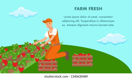 Farmer Planting Strawberry Sprouts Vector Banner. Wooden Boxes with Fresh Berries. Ripe Seasonal Harvest Plantation. Gardener Cartoon Character. Worker in Orange Overall. Clouds in Sky