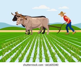 Farmer plowing paddy field with pair oxen. Vector illustration