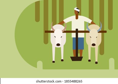 Farmer plows agricultural field using a pair of bullocks
