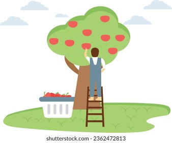 The farmer plucking the fruit from tree.