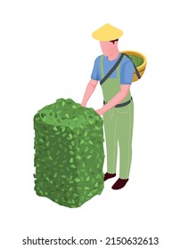 Farmer plucking tea leaves harvesting isometric icon 3d vector illustration