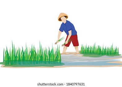 Bauer ziehen kleine Reispflanze, die im Paddy-Feld gesät wird, Vektordesign