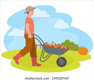 Farmer pushes a cart full of apples. Harvesting.