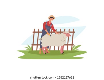 Farmer shearing sheep. Male shearer cutting merino wool. Vector illustration in a flat style