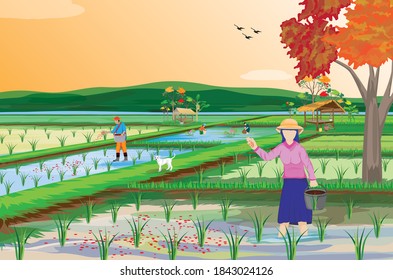 farmer sow manure into rice plant in paddy field vector design,lifestyle of people at countryside