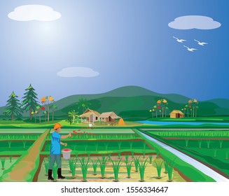 farmer sow manure in paddy field vector design