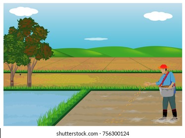farmer sowing rice in paddy field vector design