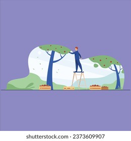 farmer standing ladder collecting apples fruit season tree flat agriculture gardeningvector design illustration