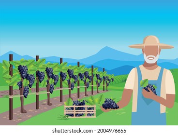 Un granjero con un sombrero de paja y un montón de uvas en la mano se para en un viñedo. Cosecha de uva y viticultura. Ilustración vectorial.