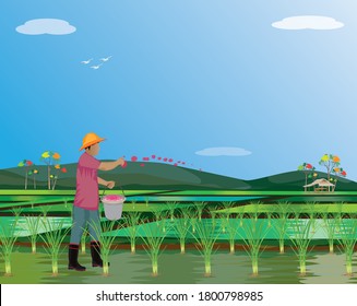 farmer throws manure into rice plant in paddy field vector design