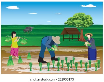 farmer transplant in the paddy field