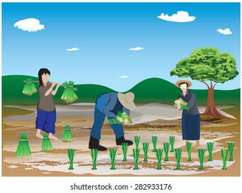 farmer transplant in the paddy field