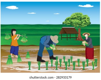 farmer transplant in the paddy field