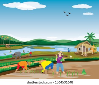 farmer transplant rice seeding in paddy field vector design