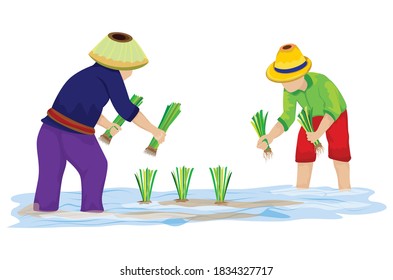 Farmer Transplant Rice Seeding Paddy Field Stock Vector (Royalty Free ...