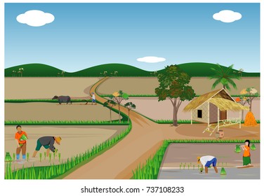farmer transplant rice seeding in paddy field vector design