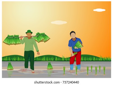 farmer transplant rice seeding in paddy field vector design