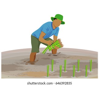 farmer transplant rice seeding vector design