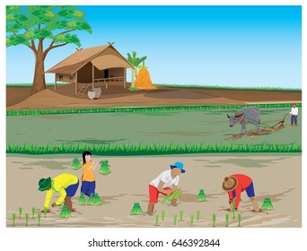 farmer transplant rice seeding vector design
