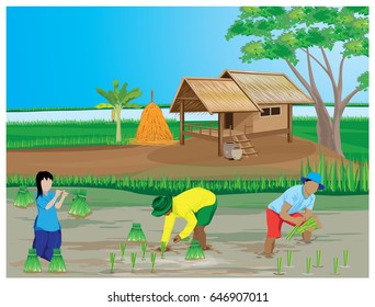 farmer transplant rice seeding vector design