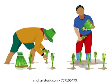 farmer transplant rice seeding vector design