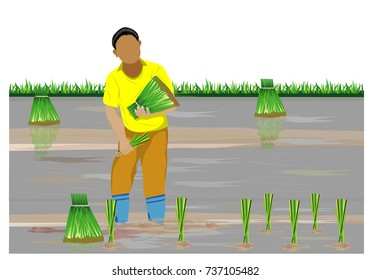 farmer transplant rice seeding vector design