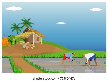 Farmer transplant rice seeding vector design