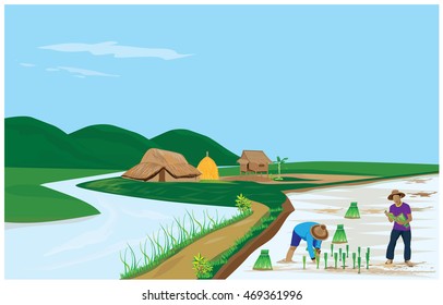 farmer transplant rice seedlings vector design