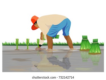 farmer transplant rice vector design