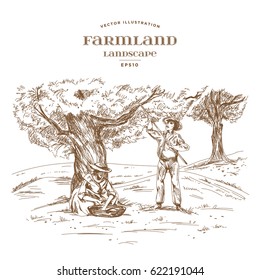 Farmer and woman with a basket harvested olives under the tree. The traditional gathering of a crop. Farmland landscape with olive garden. Hand drawn vector illustration in woodcut style.